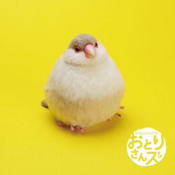 509號誘餌Fukufuku Cream Java Sparrow 第2張的照片