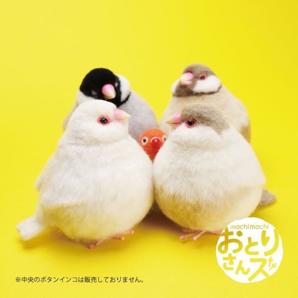 509號誘餌Fukufuku Cream Java Sparrow 第6張的照片