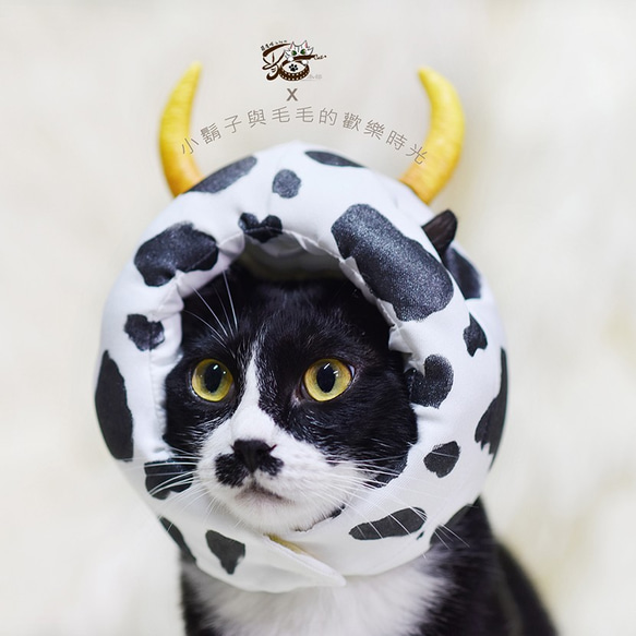 【茵鷹喵】2021牛年 × 乳牛寵物帽 × 定製 × 可調整｜MixCat 第1張的照片