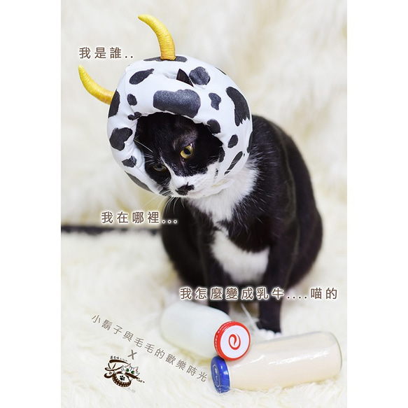 【茵鷹喵】2021牛年 × 乳牛寵物帽 × 定製 × 可調整｜MixCat 第7張的照片