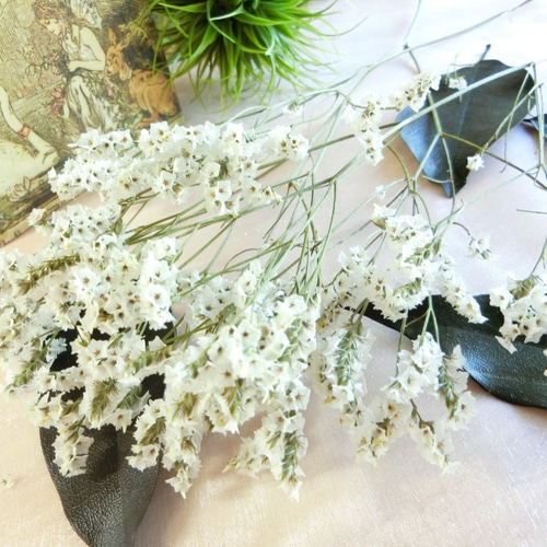 ハイブリッドスターチス（白） ハーバリウム、アロマワックス  