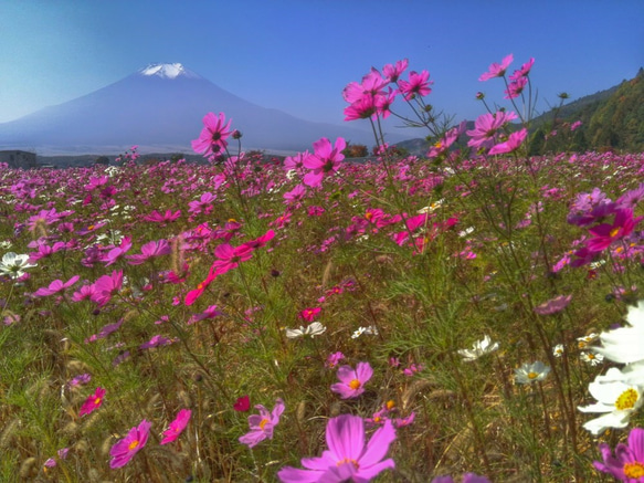 世界遺産 富士山 写真 A4又は2L版 額付き 1枚目の画像