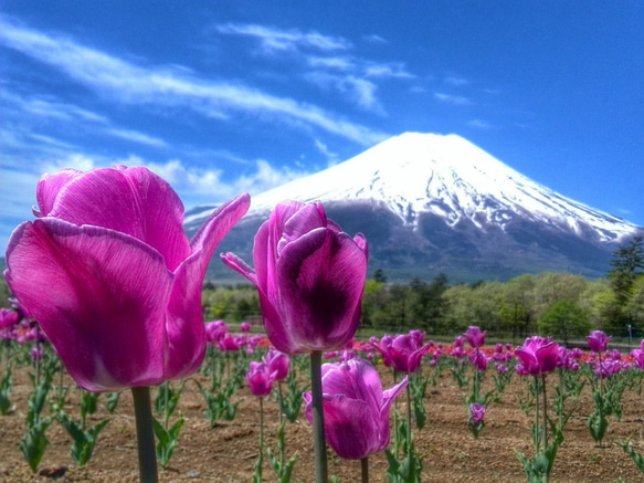 世界遺産 富士山 写真 A4又は2L版 額付き 1枚目の画像