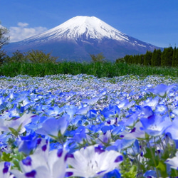 世界遺産 富士山写真 ポストカード 5枚セット 1枚目の画像
