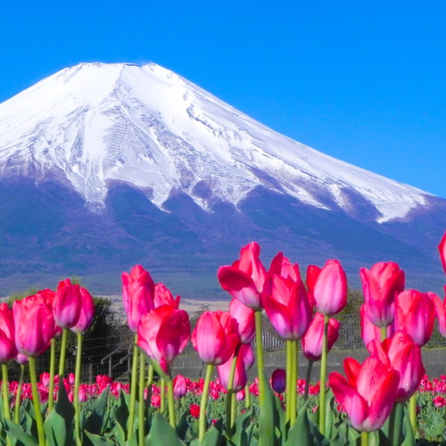 世界遺産 富士山とチューリップ畑 写真 A4又は2L版 額付き 写真