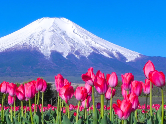 世界遺産 富士山とチューリップ畑 写真 A4又は2L版 額付き 1枚目の画像