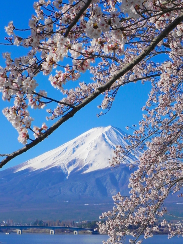 桜と富士山の写真 額入り（世界遺産 富士山 写真 さくらと富士山
