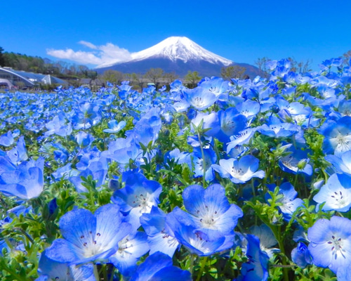 世界遺産 富士山とネモフィラ畑2 写真 A4又は2L版 額付き 写真 世界遺産 富士山とネモフィラ畑2 写真 A4又は2L版 額付き 写真