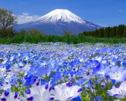 LABUBU BYRON ラブブ Mt.Fuji 富士山 HOW2WORK 正規