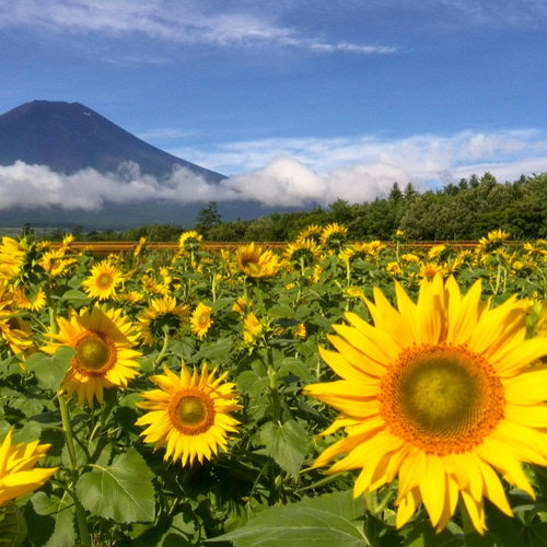 世界遺産 富士山 ひまわり畑 写真 A4又は2L版 額付き 写真