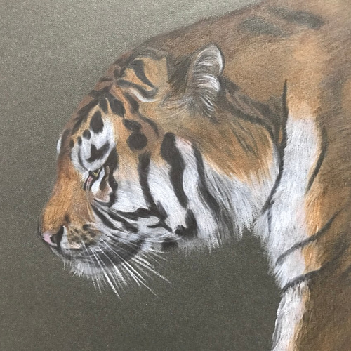 絵画【虎】(横) 絵画 Saki 通販 3733681|Creema(クリーマ) 絵画【虎】(横) 絵画 Saki 通販 3733681|Creema(クリーマ)