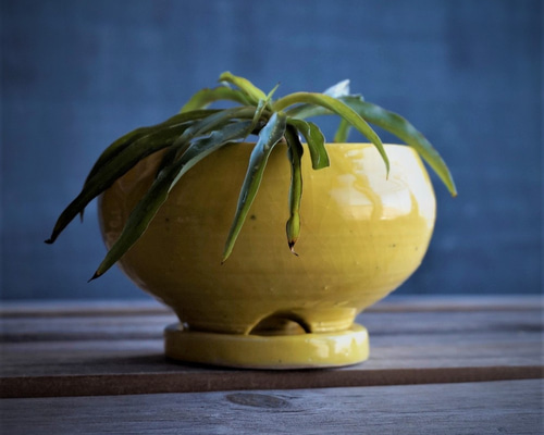 黄釉の花蘭多肉菖蒲鉢  植木鉢  装飾品 工芸品 置物 植木鉢｜床置き｜白色｜室内用｜六角さん_L＠鉢の専門店onajimi