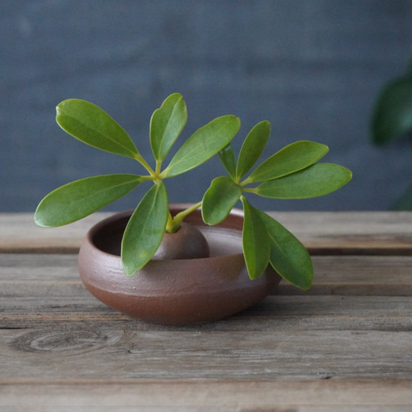 植物が長持ちする備前土の一輪挿し(お香たて)　加湿器にも　送料無料 2枚目の画像