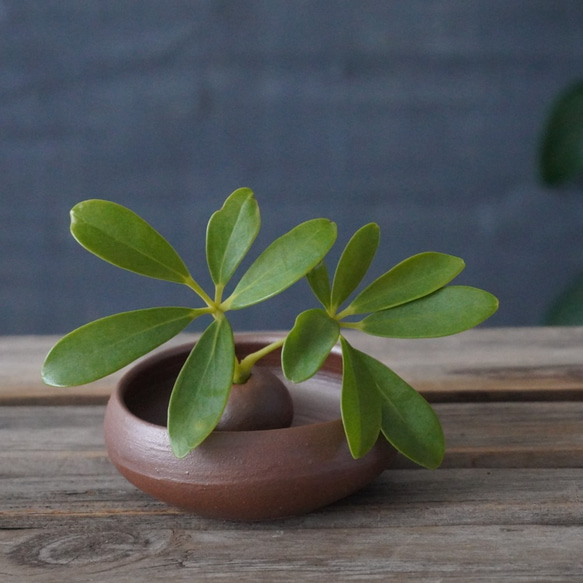 植物が長持ちする備前土の一輪挿し(お香たて)　加湿器にも　送料無料 9枚目の画像