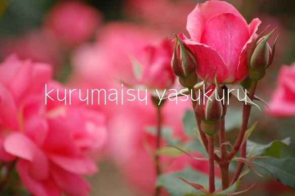鹿児島ピンクのバラ１３ 1枚目の画像