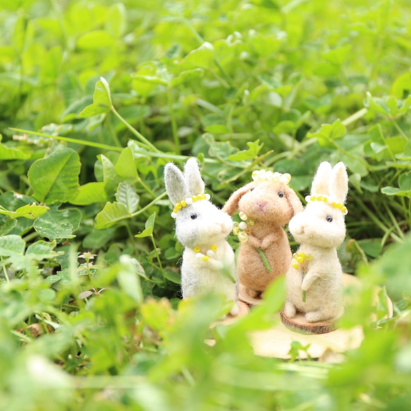 帶有華麗含羞草的奶油色兔子 第2張的照片