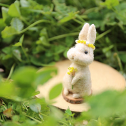 帶有華麗含羞草的奶油色兔子 第3張的照片