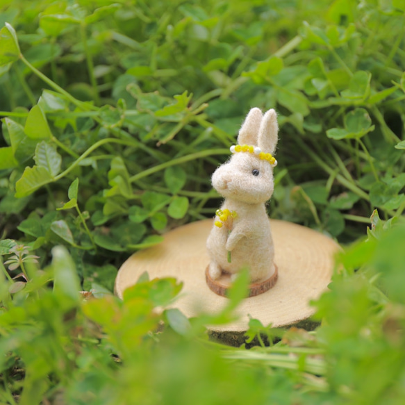 帶有華麗含羞草的奶油色兔子 第4張的照片
