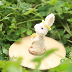 帶有華麗含羞草的奶油色兔子 第7張的照片