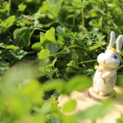 帶有華麗含羞草的奶油色兔子 第10張的照片