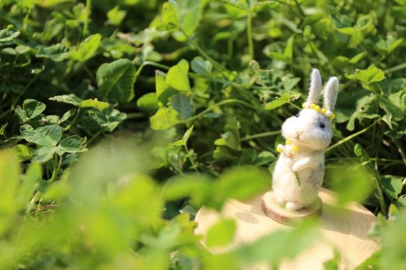 帶有華麗含羞草的奶油色兔子 第10張的照片