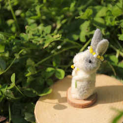 白色和灰色兔子與華麗的含羞草 第6張的照片