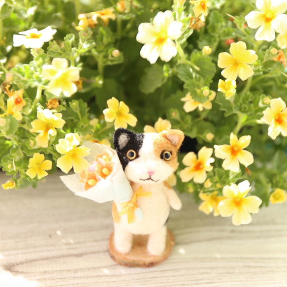 貓的花園花束 Mike-chan 第8張的照片