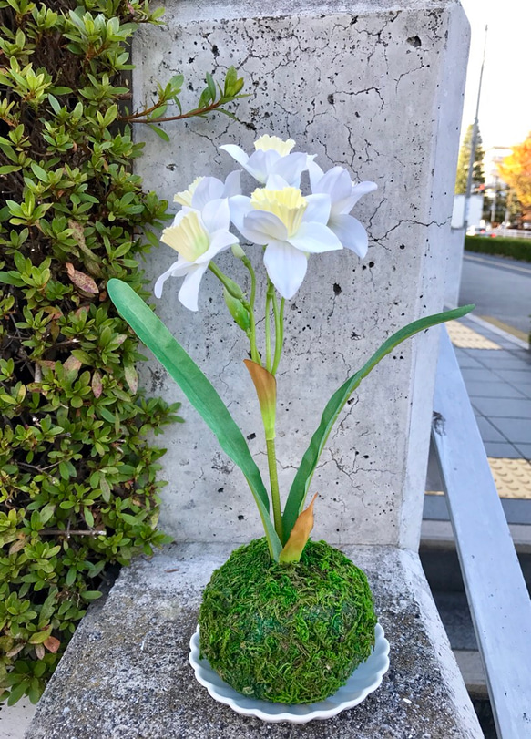 春の喜び 水仙の苔玉(フェイクグリーン) アートフラワー まりも猫 通販