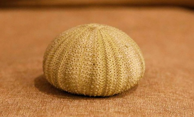 最上の品質な Sea ウニ ウニ殻 2個 可愛いウニの骨 Urchin その他素材 【緑】 コレクション