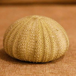 激安アウトレット Sea ウニ ウニ殻 2個 可愛いウニの骨 Urchin その他素材 【緑】 コレクション