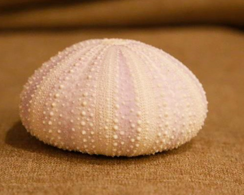 Arbacia dufresnii ウニの殻 Arbacia dufresnii ウニの殻