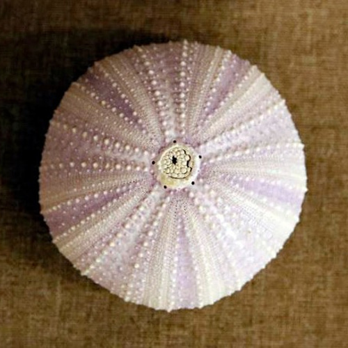 可愛いウニの骨 2個 ウニ殻 ウニ Sea Urchin 【紫】 その他素材 immd