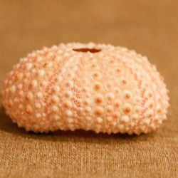 可愛いウニの骨　２個　ウニ殻　ウニ　Sea Urchin　【ピンク】 1枚目の画像