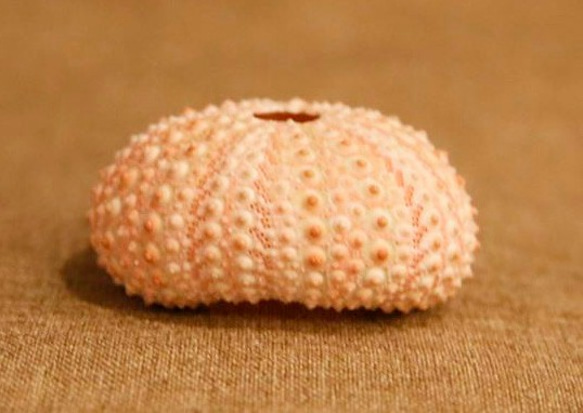 可愛いウニの骨　２個　ウニ殻　ウニ　Sea Urchin　【ピンク】 1枚目の画像