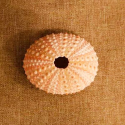 可愛いウニの骨　２個　ウニ殻　ウニ　Sea Urchin　【ピンク】 2枚目の画像