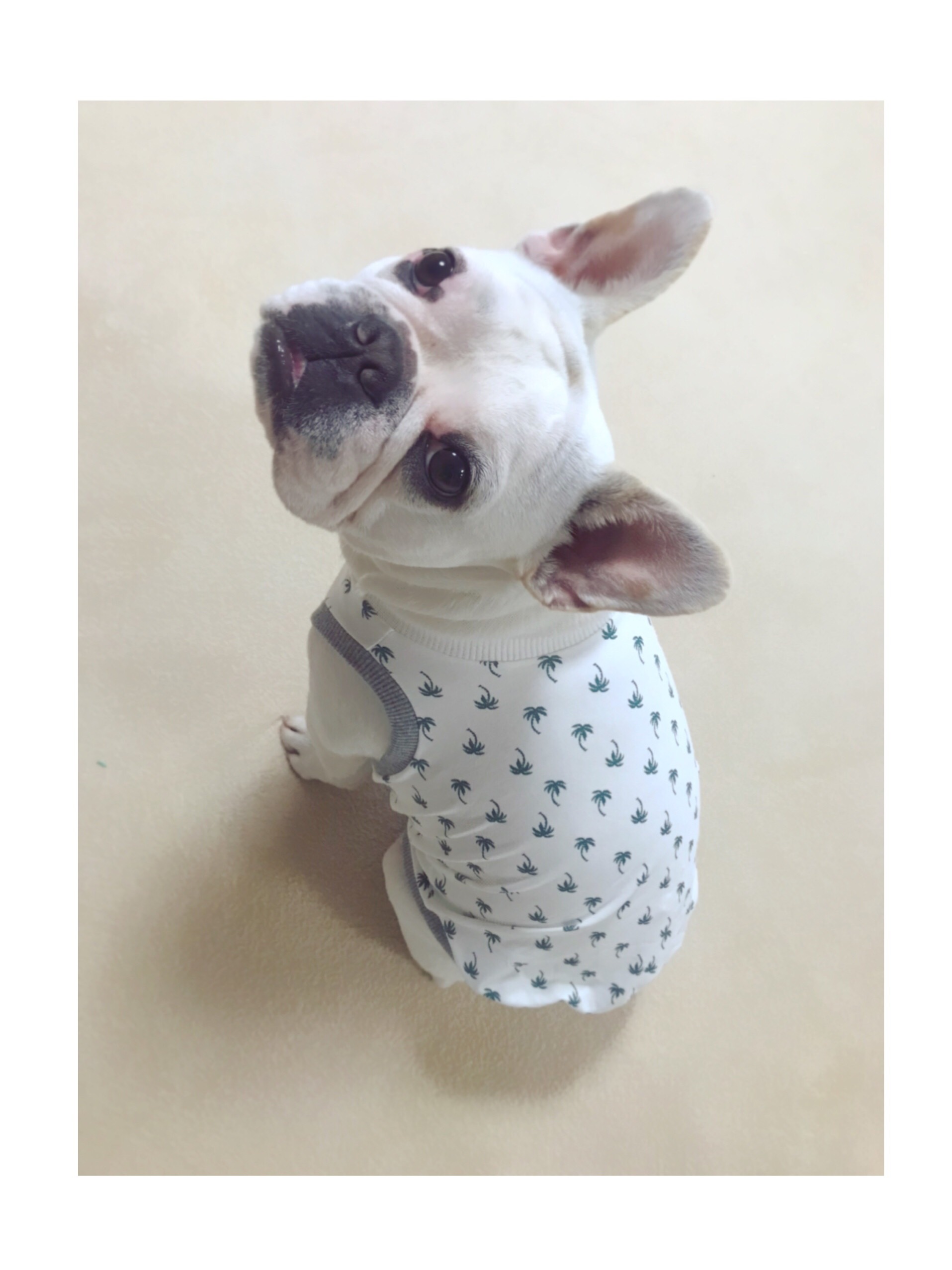 ●犬服●ハンドメイド 胴52 NO.496 フレブル ○犬服○ハンドメイド 胴52 NO.496 フレブル