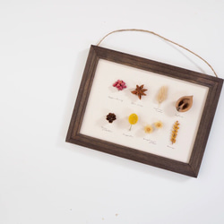 森の実り-植物標本 #6 Botanical標本 植物図鑑 ドライフラワー