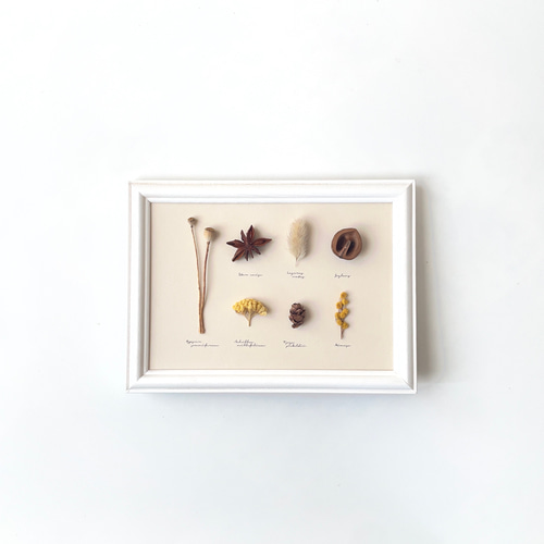 【魔女の棲む森～plant specimen～】ドライフラワー 植物標本 カード 魔女の棲む森～plant specimen～】ドライフラワー 植物標本 カード