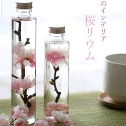 桜ハンドメイド☆春を感じる新桜のハーバリウム　2本セット　一年中飾れるアーティフィシャルフラワー 1枚目の画像
