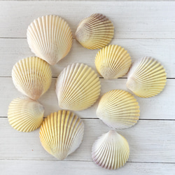 貝殻セット Amazon.co.jp: 天然 貝殻 セット 詰め合わせ ミックスシェル