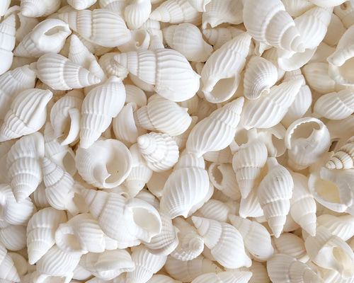 25g］白い巻貝 その他素材 Aimer 通販 5420640｜Creema(クリーマ)