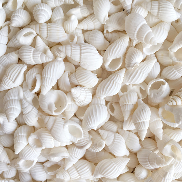 25g］白い巻貝 その他素材 Aimer 通販 5420640｜Creema(クリーマ)