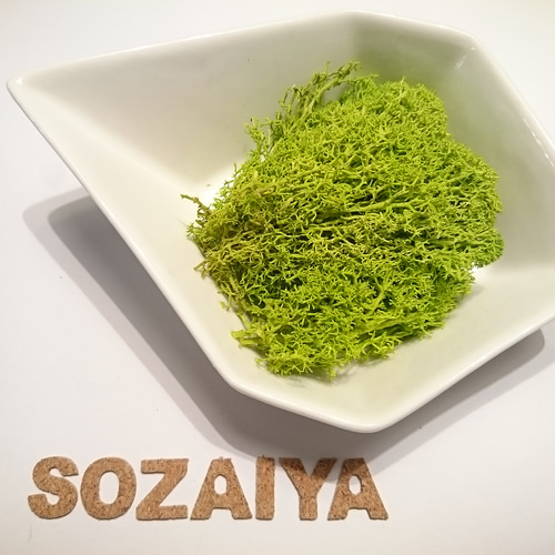 ノルディックモス ライトグリーン 5g 苔 その他素材 sozaiya 通販