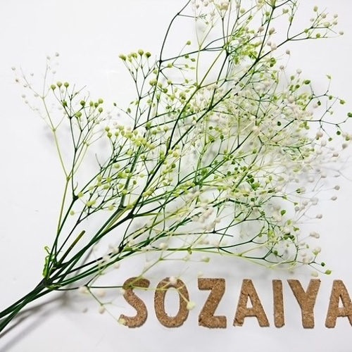 かすみ草ページ 直前】【生花】カスミ草 2Lサイズ(ペールスターなど)【OT】 - 花材通販