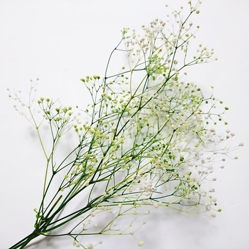 かすみ草 つぼみ 2g ホワイト×グリーン プリザーブドフラワー その他