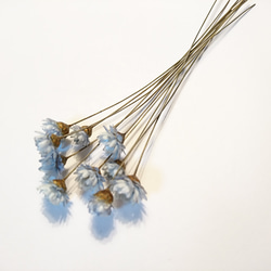 【残１】スターフラワー 茎付き 15個+2 ダークブルー ドライフラワー 2枚目の画像