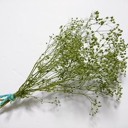 かすみ草 つぼみ ２ｇ ヴェールグリーン プリザーブドフラワー 2枚目の画像
