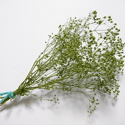 かすみ草 つぼみ 2g ヴェールグリーン プリザーブドフラワー