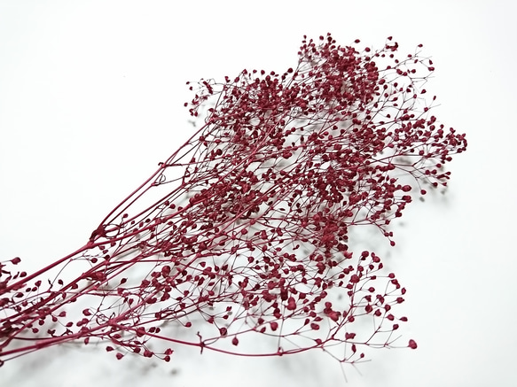 かすみ草 つぼみ ２ｇ ボルドー プリザーブドフラワー 2枚目の画像