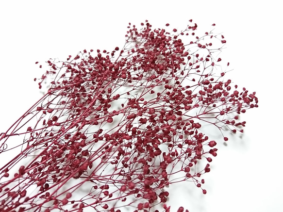 かすみ草 つぼみ ２ｇ ボルドー プリザーブドフラワー 3枚目の画像